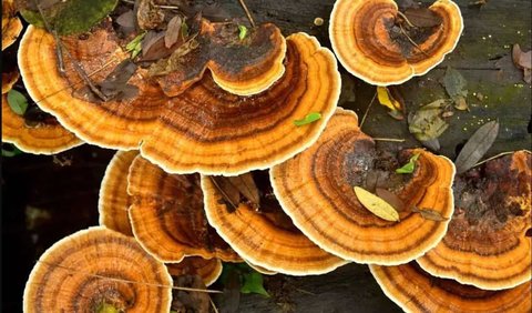 Potteromyces ditemukan dalam sampel fosil dari Rhynie Chert, situs geologi krusial di Skotlandia. Situs ini terkenal karena menyimpan komunitas tanaman dan hewan dari Devonian Awal yang terpelihara dengan baik, termasuk jamur dan bakteri.