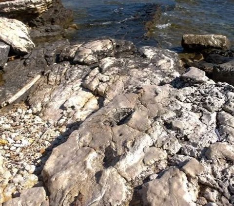 This Man Accidentally Finds Dinosaur Tracks on the Beach, His Fingers Are Clearly Visible!