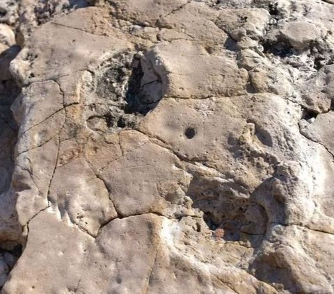 This Man Accidentally Discovers Dinosaur Tracks on the Beach, His Finger is Very Clear!