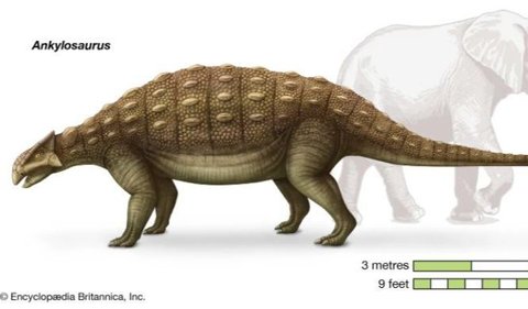 Ankylosaurus miliki baju besi besar di bagian punggung. Jenis cangkang ini berbeda dengan kura-kura modern. Oleh karena itu, mereka sering disebut sebagai 