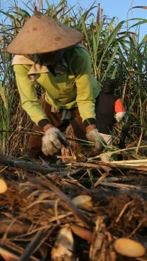 Ternyata Ini Penyebab Produksi Gula Indonesia Kalah Saing dari Brazil