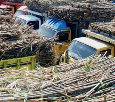 Ternyata Ini Penyebab Produksi Gula Indonesia Kalah Saing dari Brazil