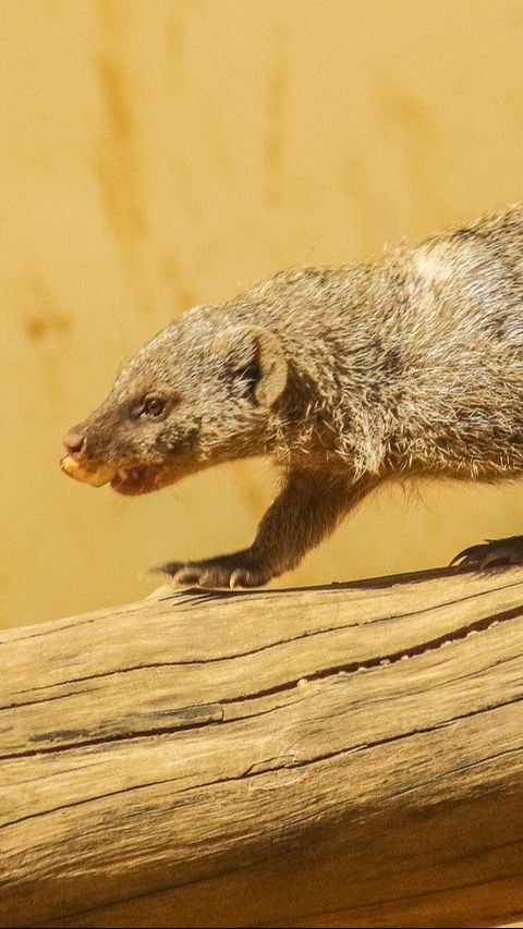 Luwak Purba Dulunya Adalah Pemangsa Dinosaurus di 125 Juta Tahun Lalu