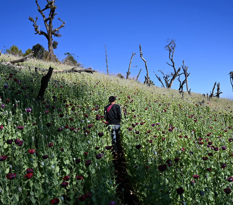 Negara Ini Geser Afghanistan Sebagai Produsen Opium Terbesar di Dunia