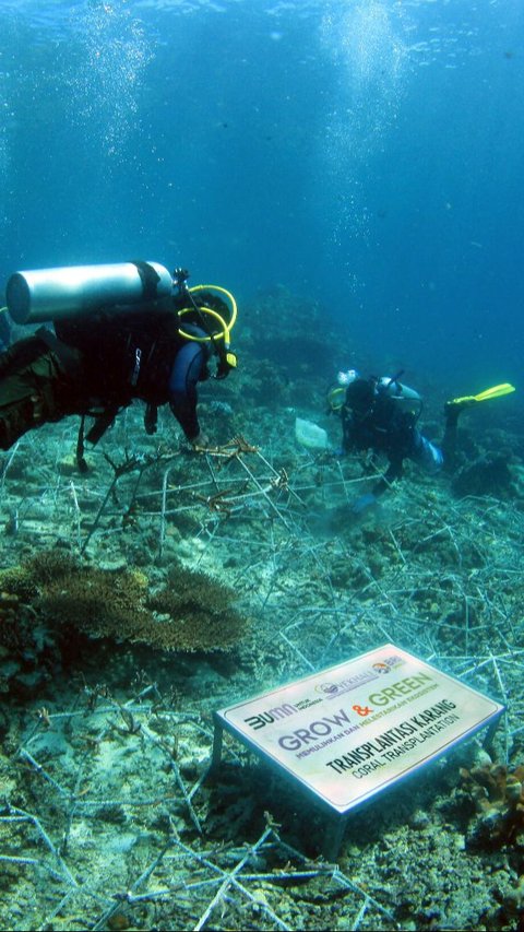 Sejumlah penyelam menanam fragmen karang di dasar laut Pulau Maratua. Transplantasi karang ini merupakan hasil kolaborasi BRI Peduli dan Kelompok Maratua Peduli Lingkungan.