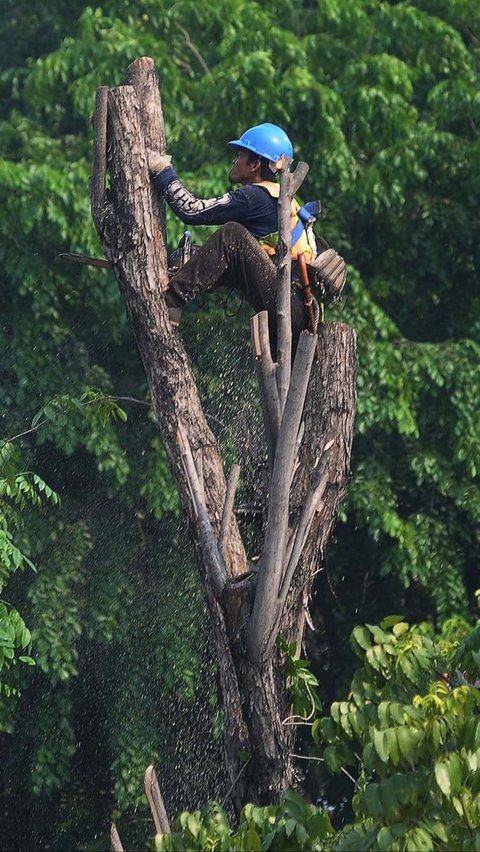 Pekerja memangkas pohon yang terdampak proyek LRT Jakarta Fase 1B Velodrome-Manggarai di Jalan Pemuda, Jakarta, Rabu (13/12/2023).
