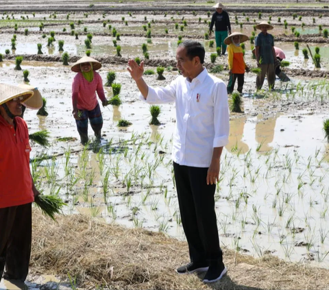 Jokowi Salurkan BLT ke Petani Terdampak Puso, Bantuan Rp8 Juta Per 1 Hektare