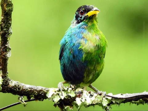 Burung Super Langka 'Separuh Jantan, Separuh Betina' Tertangkap Kamera Lagi Setelah 100 Tahun