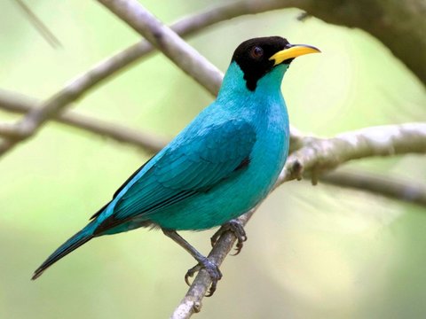 Burung Super Langka 'Separuh Jantan, Separuh Betina' Tertangkap Kamera Lagi Setelah 100 Tahun