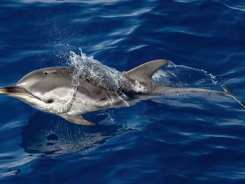 Strange, Scientists Discover Rare Dolphin with Human-Like Thumb