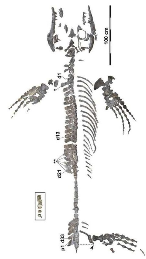 Konishi menyatakan ini adalah kerangka mosasaurus paling lengkap yang pernah ditemukan di Jepang atau di kawasan Pasifik barat laut.<br>