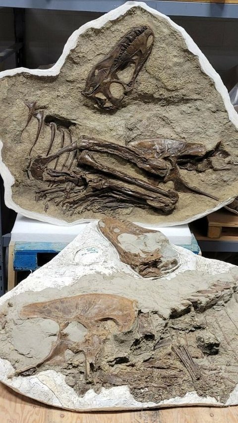 Penampakan Fosil T-Rex Lengkap dengan Makanan Terakhirnya, Terawetkan Secara Alami