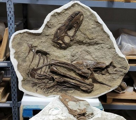 Melansir dari kanal Science Alert, peneliti dari Universitas Calgary berhasil temukan fosil dinosaurus berusia 75 juta tahun yang terawetkan di dalam batu.