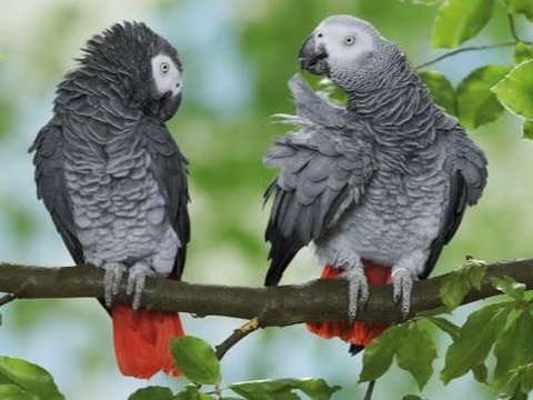 Burung Kakatua Ini Mendadak Fasih Berbahasa Spanyol Saat Kembali ke Pemiliknya Setelah 4 Tahun Hilang