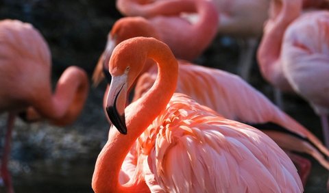 7. Flamingo