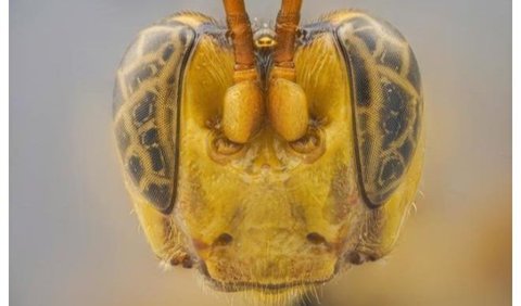 Keluarga tawon yang termasuk ke dalamnya memiliki kebiasaan meletakkan telur di inang tanpa curiga seperti laba-laba dan ulat.