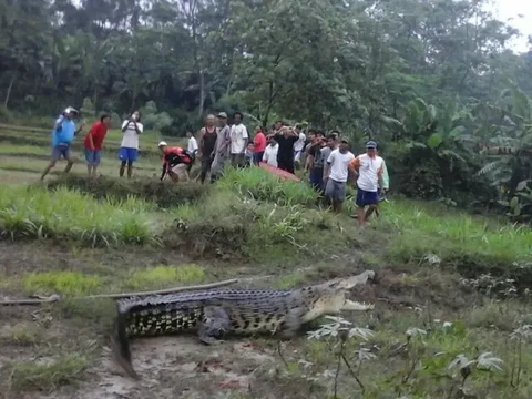 Cari Sayur, Daeng Sattuang Malah Digigit Buaya