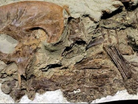 Penampakan Fosil T-Rex dan Sisa Makanan di Perut yang Masih Utuh, Ternyata Ini yang Dimangsa