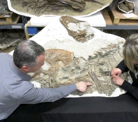 Penampakan Fosil T-Rex dan Sisa Makanan di Perut yang Masih Utuh, Ternyata Ini yang Dimangsa