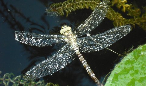 2. Dragonflies Start Their Life by Swimming Instead of Flying