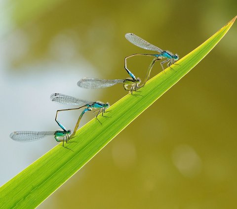 10 Interesting Facts About Dragonflies, Animals Older than Dinosaurs and Skilled Hunters