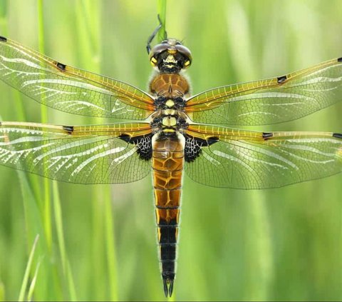 10 Interesting Facts About Dragonflies, Animals Older than Dinosaurs and Skilled Hunters