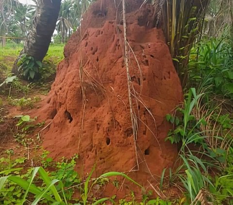 Story of a Married Couple Building a Home for Their Old Age in a Village, Disturbed by a Dark Figure Guarding a Big Tree Surrounded by Mound Resembling an Ant Nest