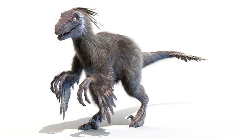 <b>Komodo Dragon vs Velociraptor: Ukuran.</b>