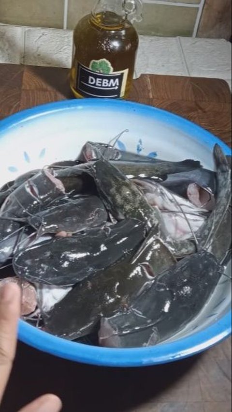 <b>Cara Cepat Hilangkan Lendir Ikan Lele dengan 2 Bahan Dapur</b>