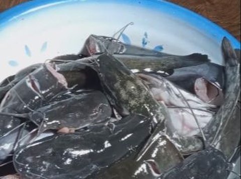 Cara Cepat Hilangkan Lendir Ikan Lele dengan 2 Bahan Dapur