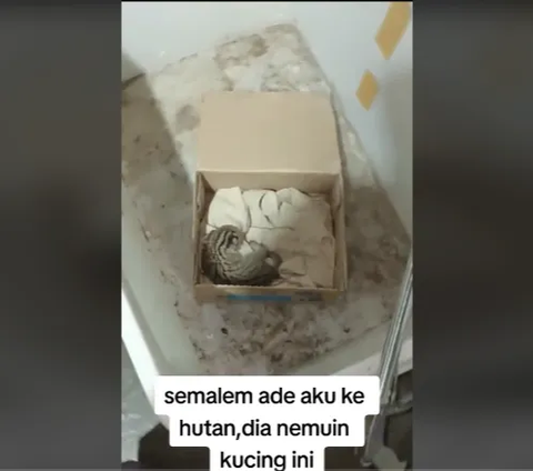 Terancam Punah, Begini Potret Anakan Kucing Macan Akar yang Dilindungi Undang-Undang saat Ditemukan Tanpa Sengaja