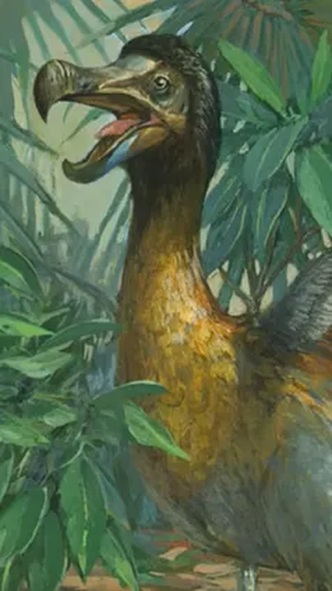 Bukti Kepunahan Akibat Manusia, Ini Penampakan Burung Dodo yang Jadi Simbol Paling Ikonik & Akan Dihidupkan Kembali