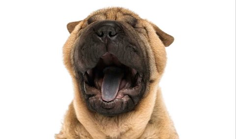 2. Shar-Pei (Canis lupus familiaris)