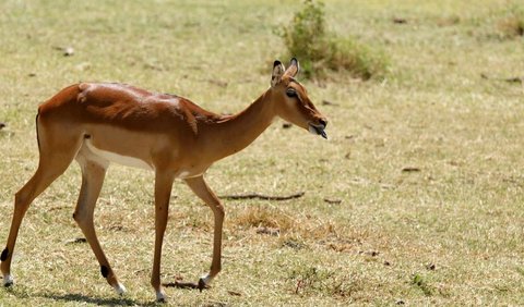 <b>3. Impala (Aepyceros spp.)</b><br>