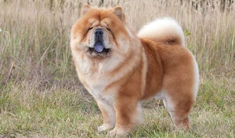 5. Chow Chow (Canis lupus familiaris)
