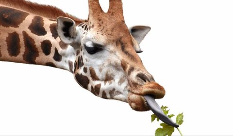 6. Giraffe (Giraffa camelopardalis)