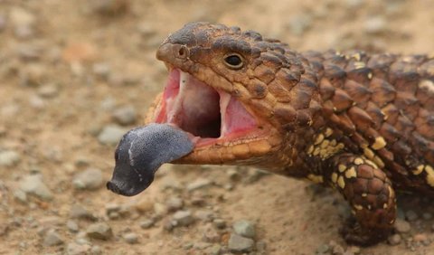 <b>8. Kadal Shingleback (Tiliqua rugosa)</b><br>