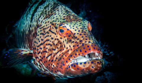 This fish displays a variety of body colors ranging from light brown to dark brown, which plays a role in facilitating the process of camouflage in the coral reef environment.