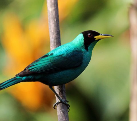 100 Tahun Hilang, Burung Super Langka 'Separuh Jantan Separuh Betina' Muncul Kembali