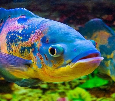 Why Do Fish Sleep with Their Eyes Open? Here's the Explanation