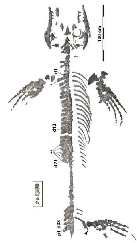 Menurut Takuya Konishi, ini rangka mosasaurus yang paling utuh yang pernah ditemukan di Jepang atau wilayah Pasifik barat laut.