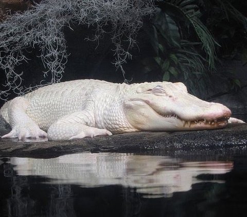 The Biggest Reason Why White Crocodiles are Very Rare