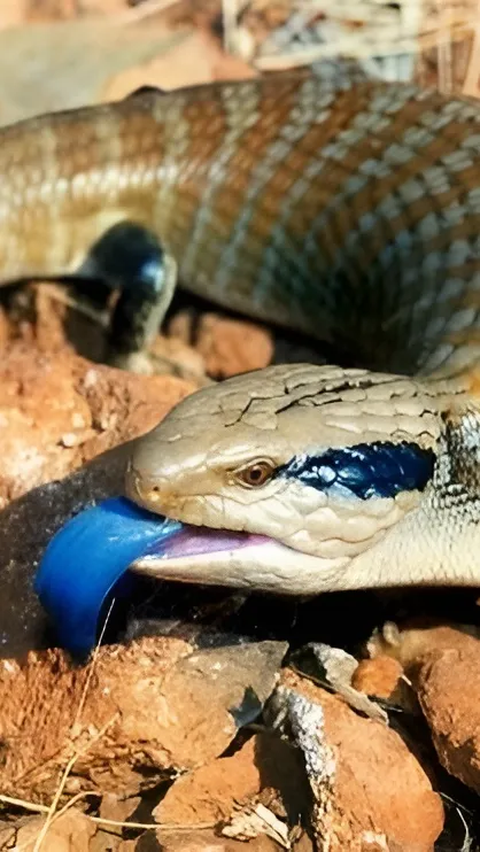 Deretan Hewan dengan Lidah Biru, Unik tapi Ada yang Berbahaya