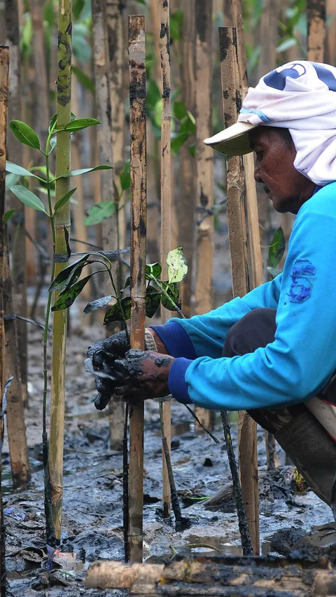 Mitigasi Dampak Perubahan Iklim, Patra Jasa Garap Program Pertamina Foundation di Pulau Bira