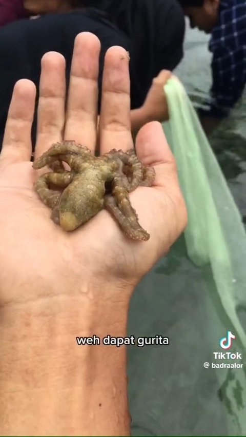 Tak hanya ikan, mereka bahkan bisa menangkap gurita dengan mudah seperti dalam potret ini.