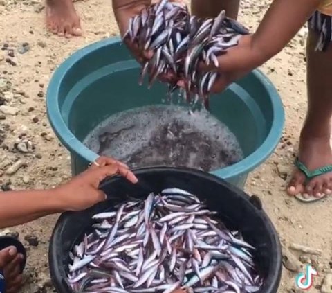 Viral Fenomena Air Laut Dingin di Alor, Ikan-Ikan sampai Pingsan