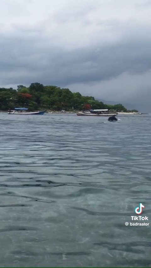 Viral Fenomena Air Laut Dingin di Alor, Ikan-Ikan sampai Pingsan