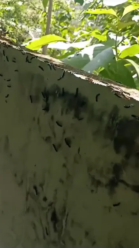 Shivering! Thousands of caterpillars invade the house, but the homeowner remains calm and records a video.