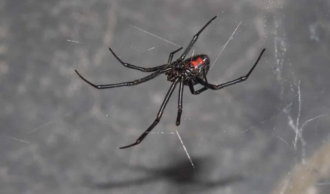 9. Black Spider