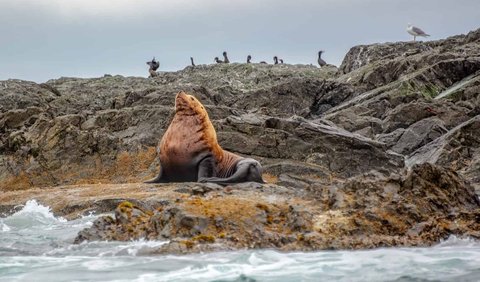 8. Sea lion